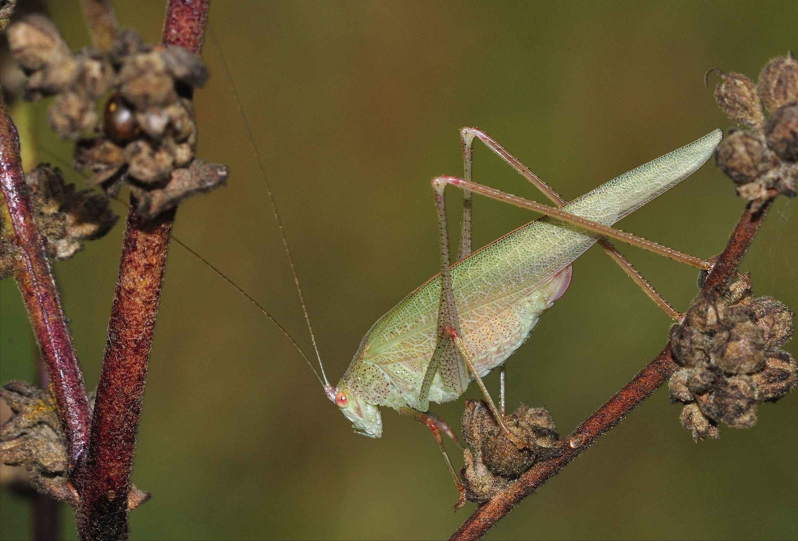 Phaneroptera nana